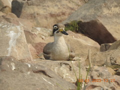 Esacus recurvirostris