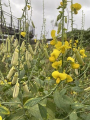 Crotalaria assamica