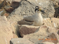 Esacus recurvirostris