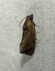 Cryptophlebia ombrodelta