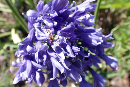 stem agapanthus (Agapanthus caulescens)