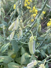Crotalaria assamica