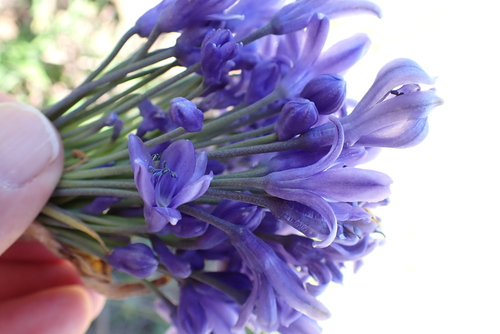 Image of Agapanthus caulescens by no rights reserved
