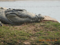 Crocodylus palustris