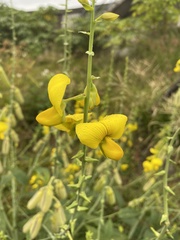 Crotalaria assamica