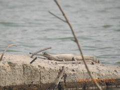 Gavialis gangeticus