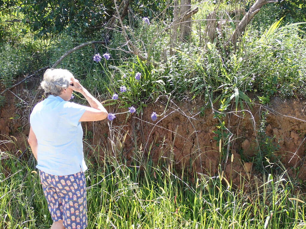 Agapanthus caulescens; photograph author not stated, no rights reserved