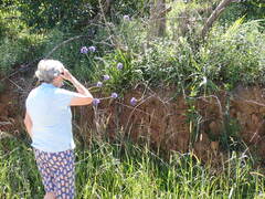 Agapanthus caulescens