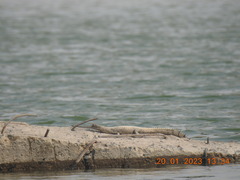 Gavialis gangeticus