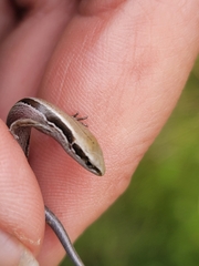 Oligosoma polychroma