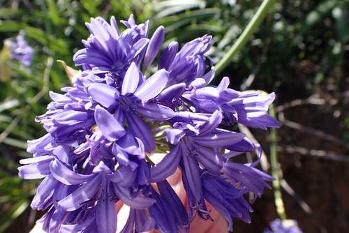 Agapanthus caulescens, photograph 4
