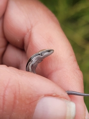 Oligosoma polychroma