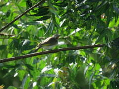 Conopophila rufogularis