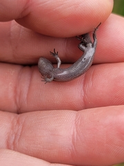 Oligosoma polychroma