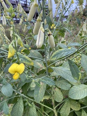 Crotalaria assamica