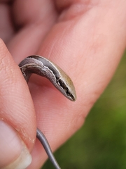 Oligosoma polychroma