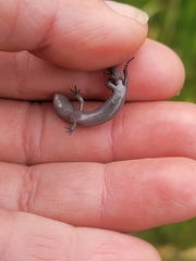 Oligosoma polychroma