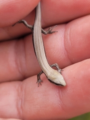 Oligosoma polychroma