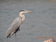 Ardea cinerea