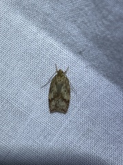 Oligoloba severa