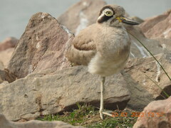 Esacus recurvirostris