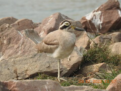 Esacus recurvirostris