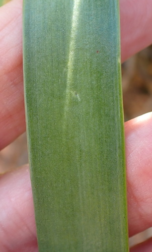 Image of Stem Agapanthus (Agapanthus caulescens) by no rights reserved