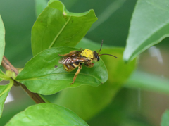 Mellitidia tomentifera