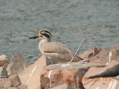 Esacus recurvirostris