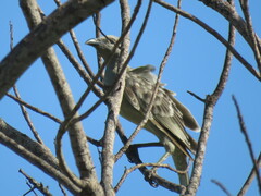 Chlamydera nuchalis
