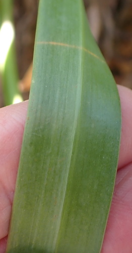 Image of Stem Agapanthus (Agapanthus caulescens) by no rights reserved