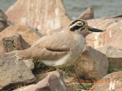 Esacus recurvirostris