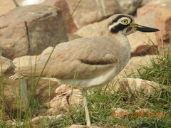 Esacus recurvirostris