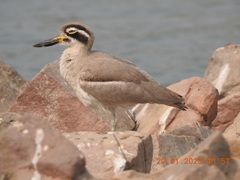 Esacus recurvirostris