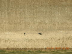 Motacilla maderaspatensis