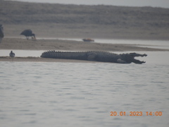 Crocodylus palustris