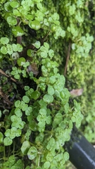 Pilea peploides major