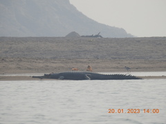 Gavialis gangeticus