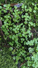 Pilea peploides major