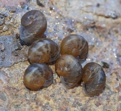 Iberus gualtieranus gualtieranus