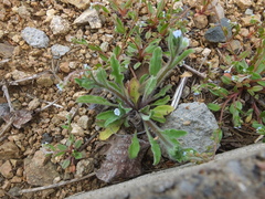Bothriospermum chinense