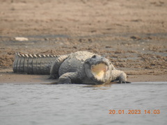 Crocodylus palustris