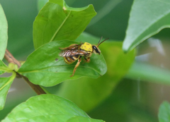 Mellitidia tomentifera