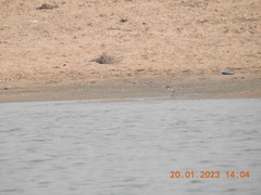 Charadrius alexandrinus