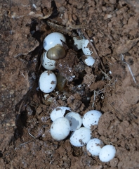 Iberus gualtieranus gualtieranus