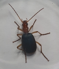 Brachinus