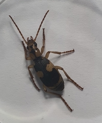 Pheropsophus jessoensis