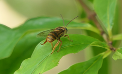 Mellitidia tomentifera