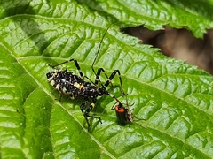 Sphedanolestes impressicollis