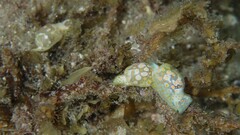 Lamprohaminoea ovalis